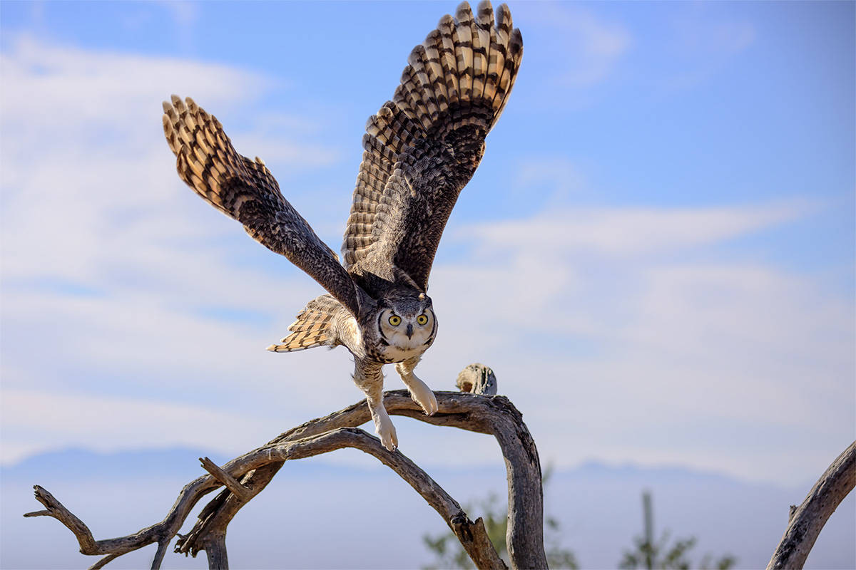 The great horned owl is the Yukon's “storybook owl” | Yukon News, image size:1200x800