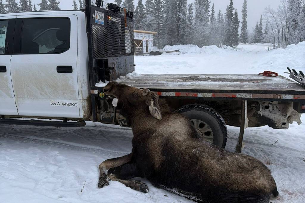 Wildlife-vehicle collision risk rises across Yukon through April