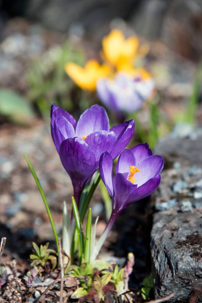 Yukon government meterologist says Spring might be a bit colder than normal