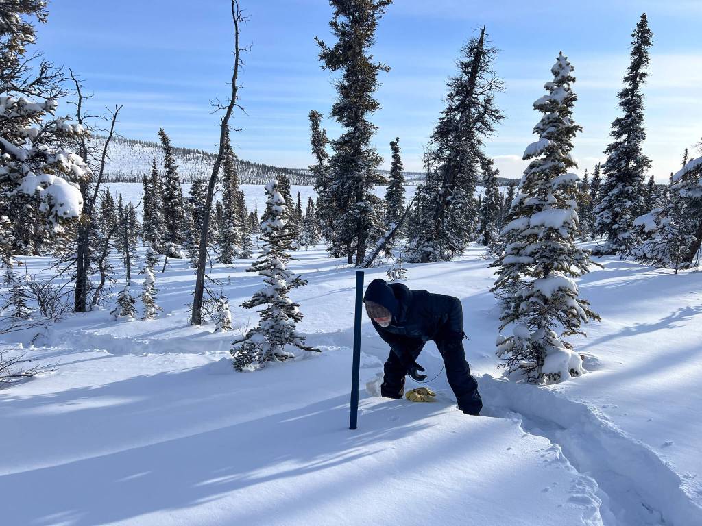 A technician gathers samples during a snow survey. (Photo courtesy of Yukon Department of Environment)