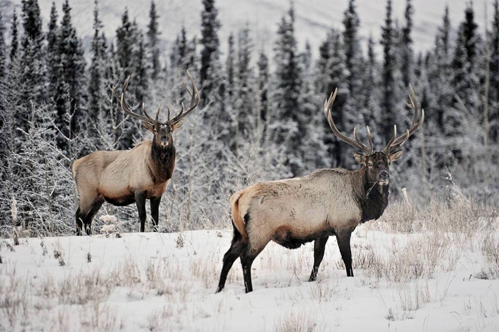 A pair of elk graze by the Alaska Highway outside of Haines Junction in 2016. The owners of a ranch in the Takhini valley sued the Yukon government in 2021 over what they claimed was negligence in not keeping the Takhini elk herd under control. (Tom Patrick/Yukon News file)